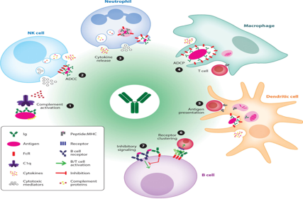 Fc engineering modification for regulating antibody function