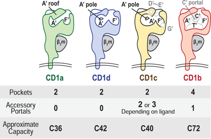 The lipid antigen presenting molecule CD1a