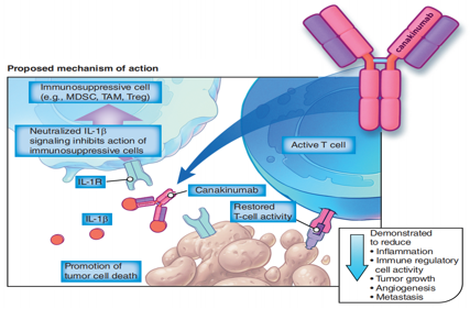 Inflammatory cytokine IL1β