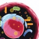 Lumit®PPI技术应用：生化水平高效监测KRAS与cRAF的相互作用