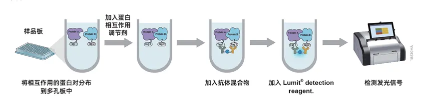 Lumit®PPI技术应用：生化水平高效监测KRAS与cRAF的相互作用