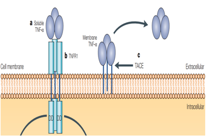 Key molecules on the surface of cytotoxic T-cells TNFa