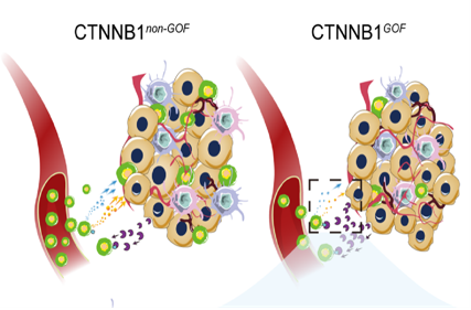 Targeted MMP9 therapy synergistically improves anti-PD1 efficacy