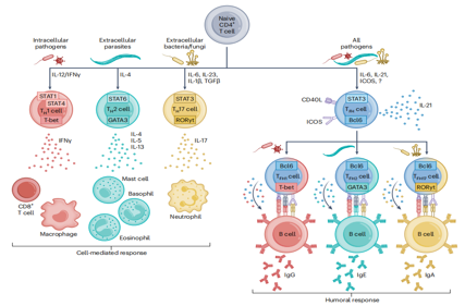 Cytotoxic T-cell surface key molecule CD4