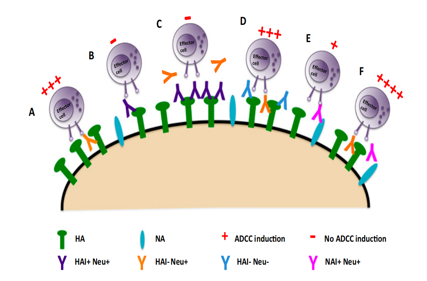 Comparison of mapping techniques of different antibody epitopes