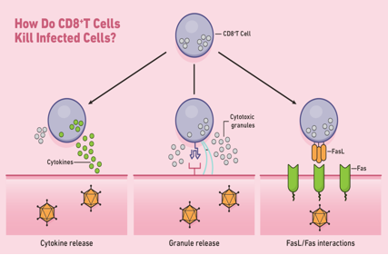 Cytotoxic T-cell surface key molecule CD8