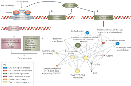 SND1: potential prostate cancer target