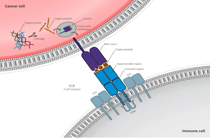 T-lymphocyte surface key molecule CD3