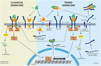 Polygenic proinflammatory cytokine IL6