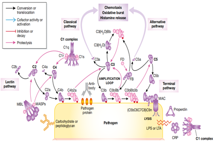 C5 The target of the complement system