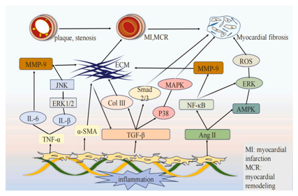 Matrix metalloproteinase MMP9