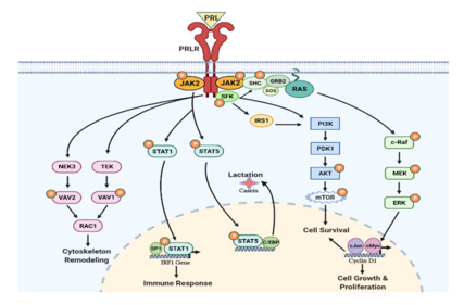 Prolactin receptor PRLR