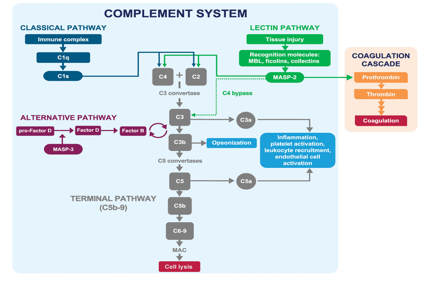 Lectin pathway related serine protease MASP