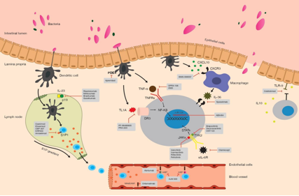 The chemokine CXCL10