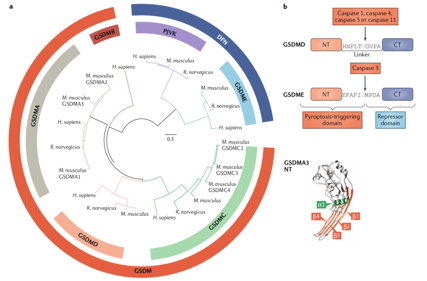Pyroptosis the GSDM family