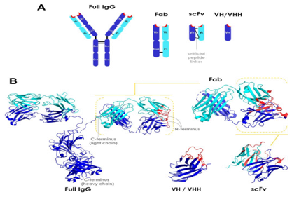 Known antibody sequence development again