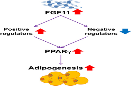 FGF11: potential obesity target