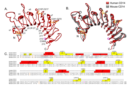 CD14: The pattern recognition receptor for LPS