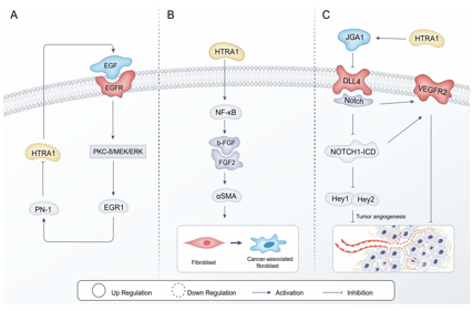 The serine protease HTRA1
