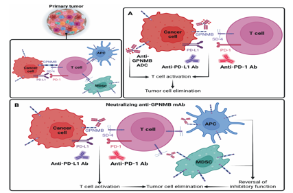The melanogenic enzyme GPNMB