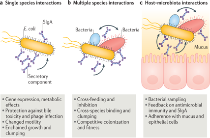 Recombinant IgA shape the intestinal microbiota