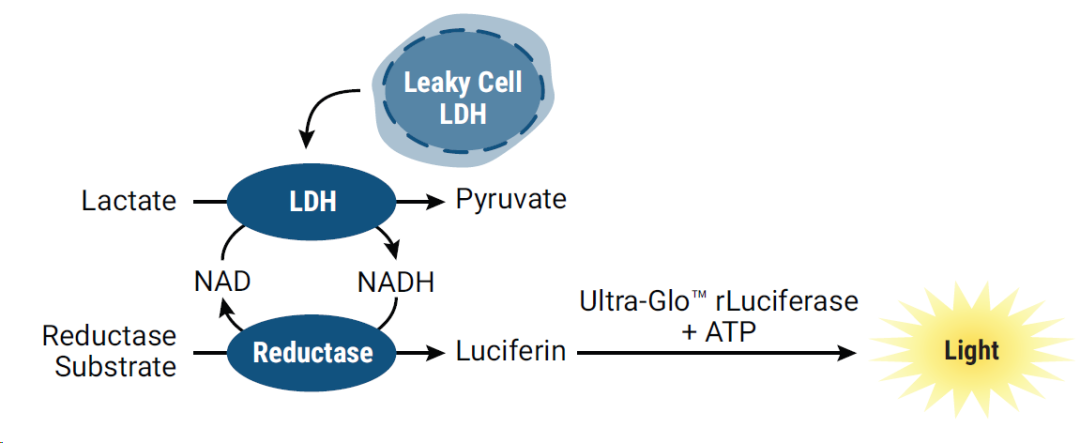 LDH-Glo™细胞毒性检测系统:少量的细胞获取更多的数据! LDH-Glo™细胞毒性检测系统:少量的细胞获取更多的数据!