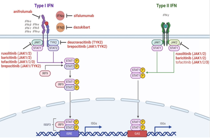 Type I interferon targets IFNA1 and IFNB
