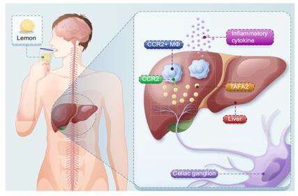 Sour neuronal signalling attenuates macrophage mediated liver injury