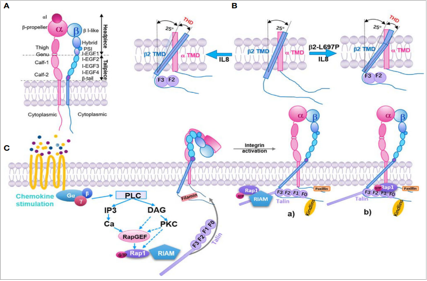 The cell adhesion molecule ITGB2