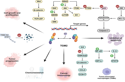 The transglutaminase TGM2