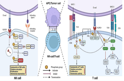 Killer cell lectin-like receptor KLRG1