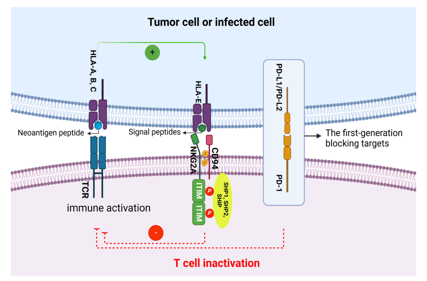 The co-inhibitory immune checkpoint KLRC1