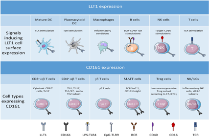 The immune regulatory lectin KLRB1