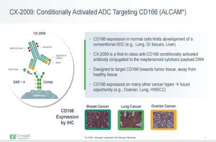 The cell adhesion molecule ALCAM
