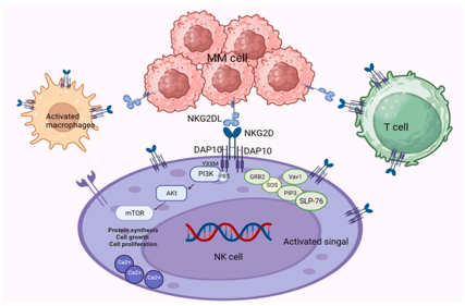 Killer cell activation receptor KLRK1