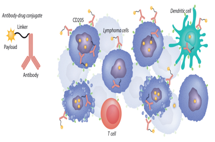 The lymphocyte antigen CD205