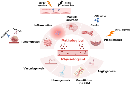 Epidermal growth factor-like protein EGFL7