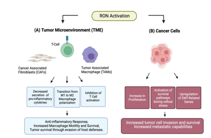 Macrophage stimulating protein receptor MST1R