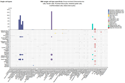 Human guanylate cyclase GUCY2C