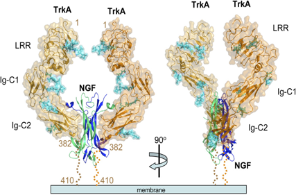 Pain treatment target NGF