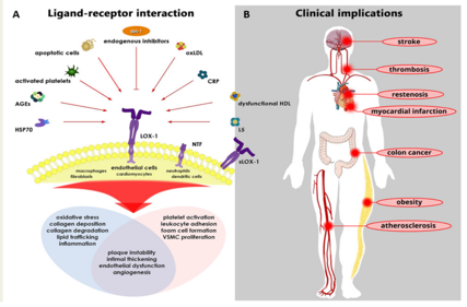Oxidized low density lipoprotein receptor OLR1
