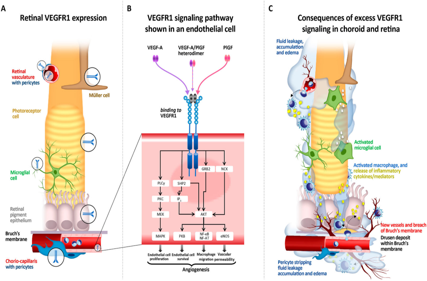 Vascular endothelial growth factor receptor VEGFR1