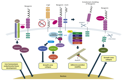 Regulatory target of neuronal regeneration and survival RGMA
