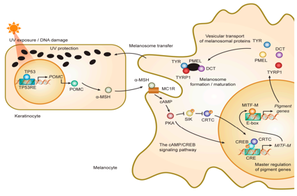 The target for regulating melanin production TYRP1
