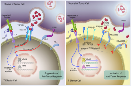 Transmembrane serine threonine kinases TGFBR1 and TGFBR2