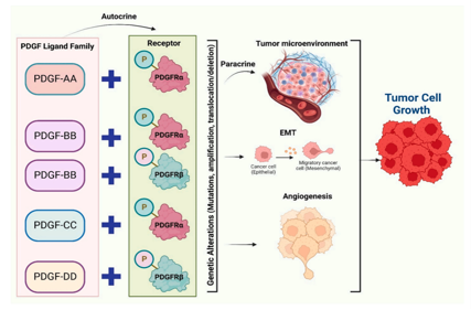 The tyrosine protein kinase PDGFRA