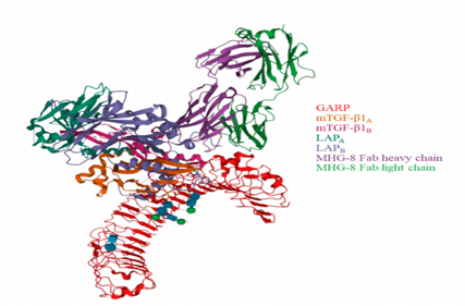 Regulatory T-cell activation regulatory receptor LRRC32
