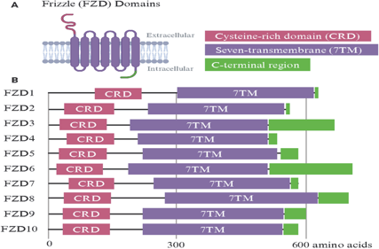 The Wnt pathway activates the receptor family FZD 
