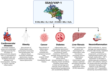 The vascular adhesion protein VAP1