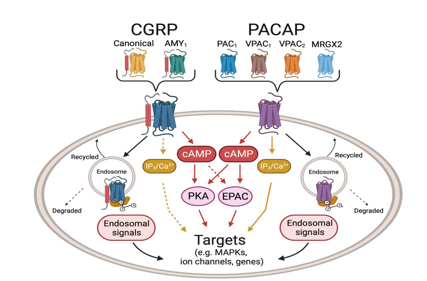 Target for migraine treatment ADCYAP1